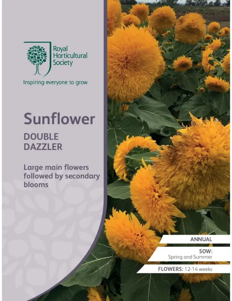 RHS Seeds - Sunflower Double Dazzler