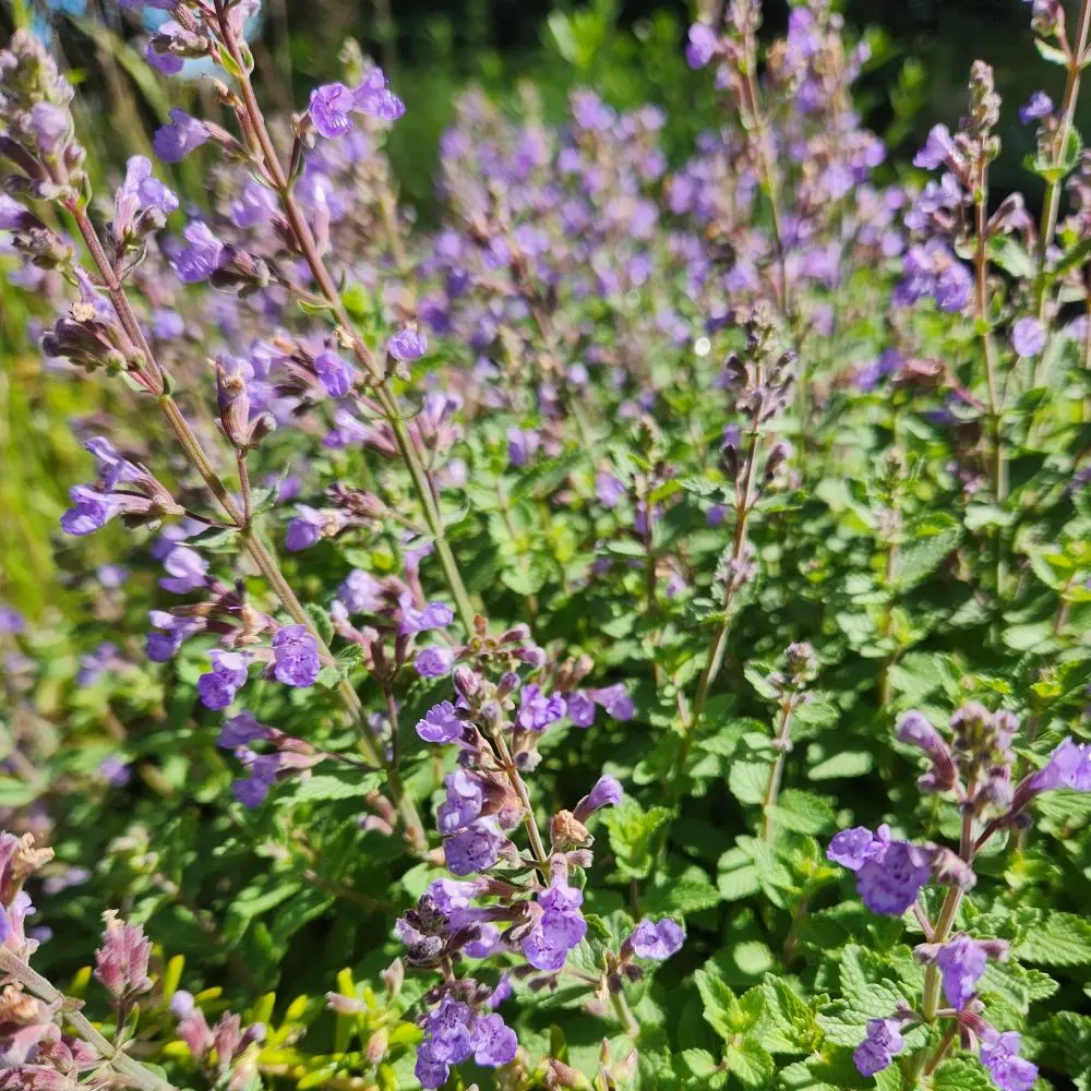 Nepeta x faassenii Purrsian Blue