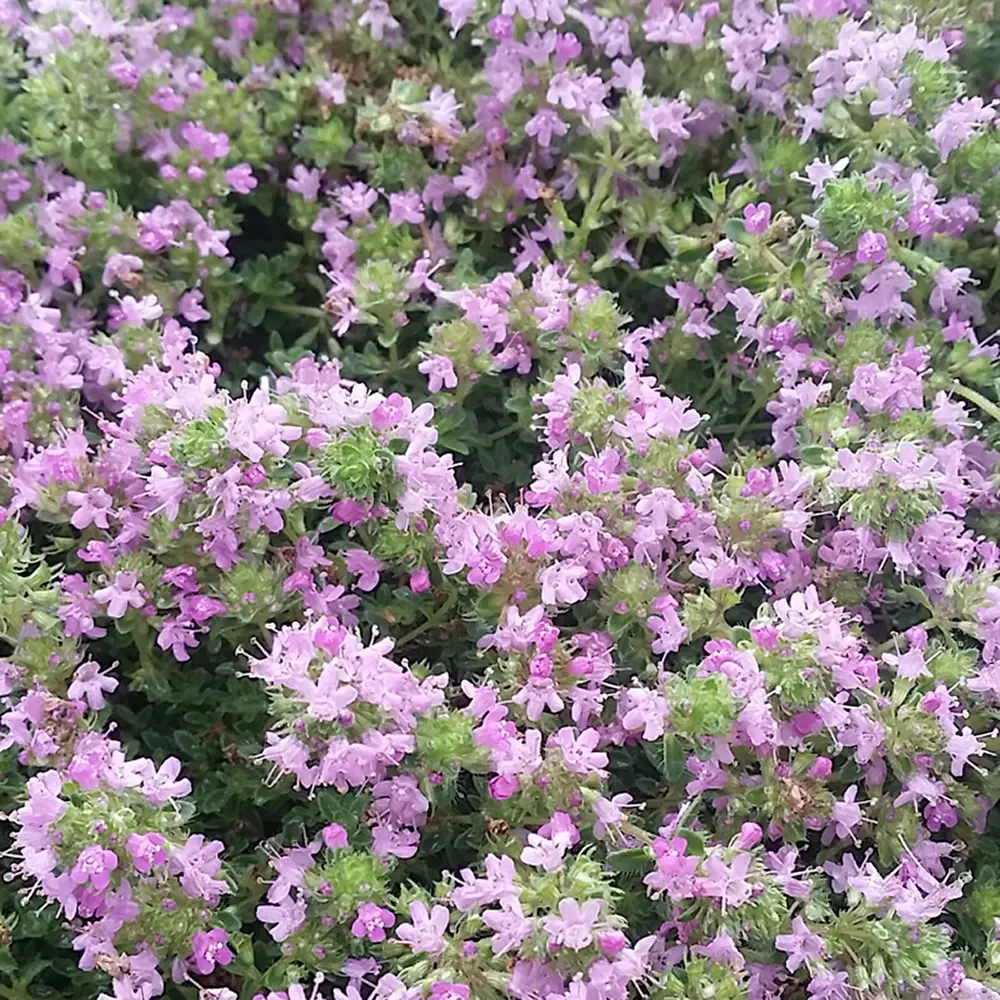Thymus serpyllum coccineus - Pink Creeping Thyme