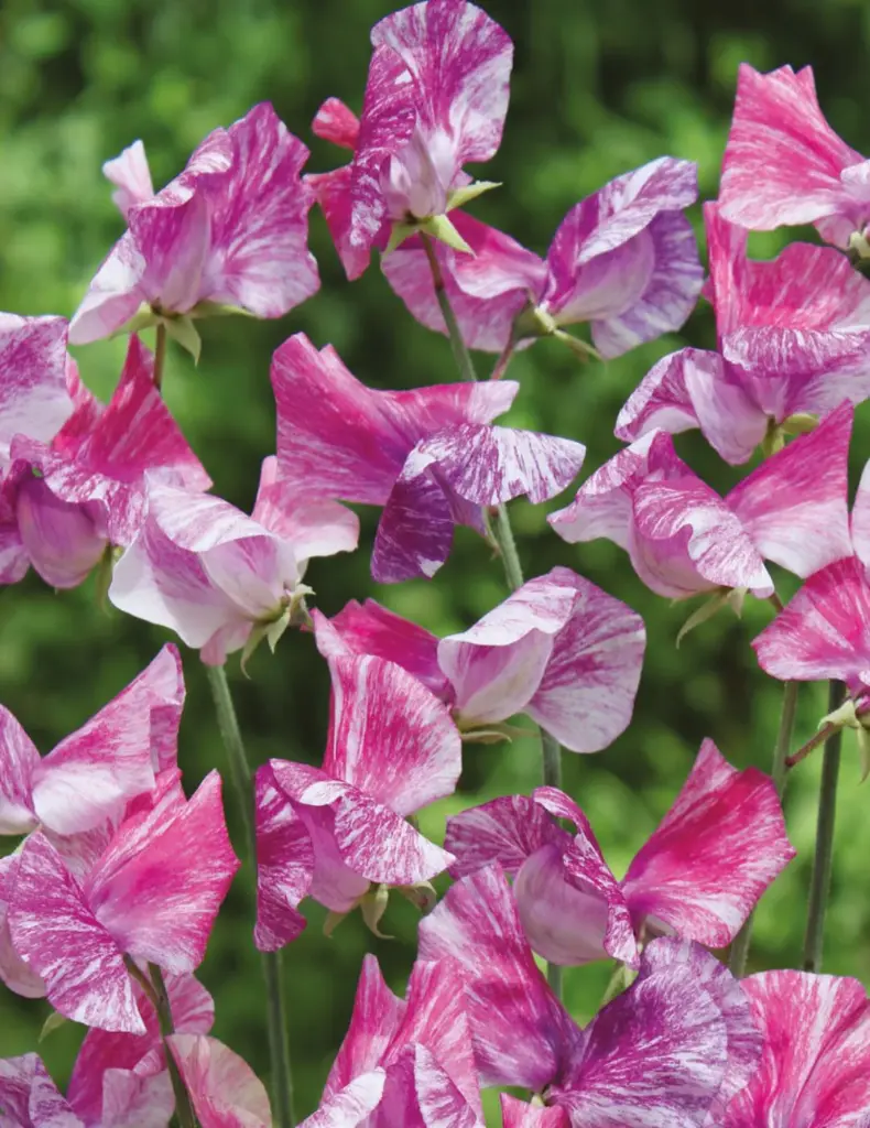 Sweet Pea - Pandemonium