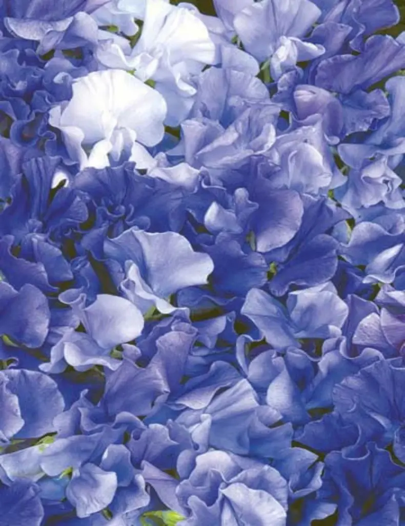 Sweet Pea - Singing the Blues