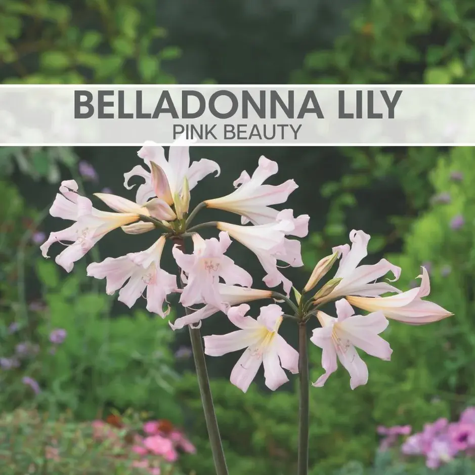 Amaryllis belladonna - Lily Pink Belladonna Bulb