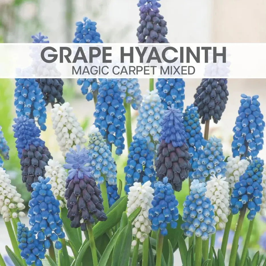Grape Hyacinth Magic Carpet Mixed Bulbs