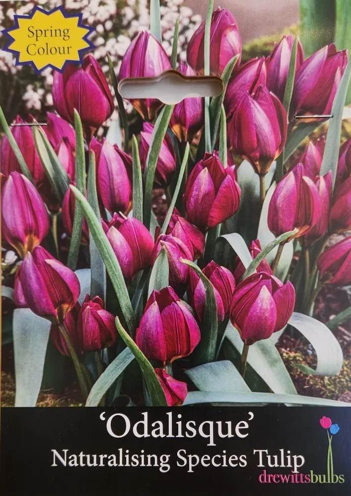 Tulipa humilis 'Odalisque' - Naturalising Species Tulip