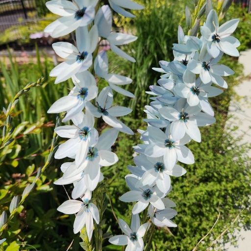 [2680] Ixia viridiflora var. amethystina - Duck Egg Blue Ixia