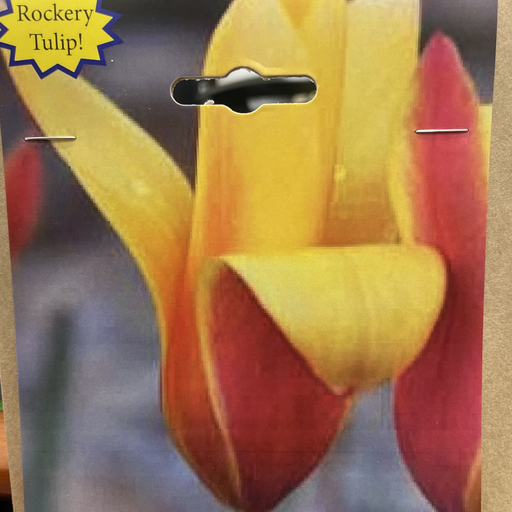 [65672] Tulipa clusiana var. chrysantha -  Naturalising Species Tulip