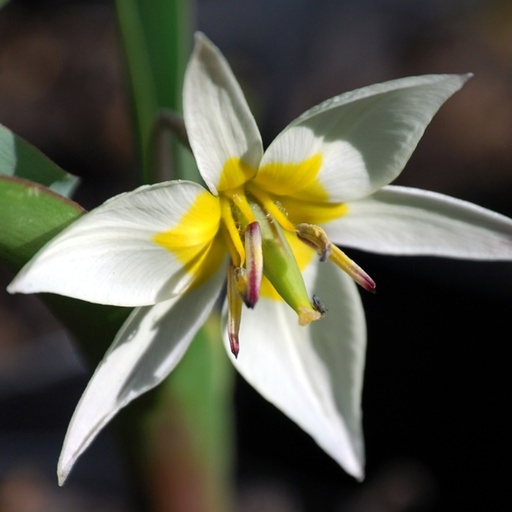 [3775] Tulipa turkestanica - Species Tulip
