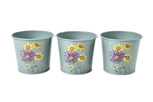 [68153] RHS Asteraceae Gift Herb Pots