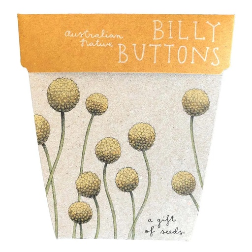 [65718] Billy Buttons - Pycnosorus globosus seeds