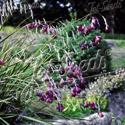 [P_210] Dierama pulcherrimum - Dark Cerise Angel Fishing Rods 