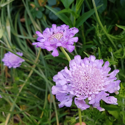 [3117] Scabiosa columbaria - Mauve Pincushion Flower
