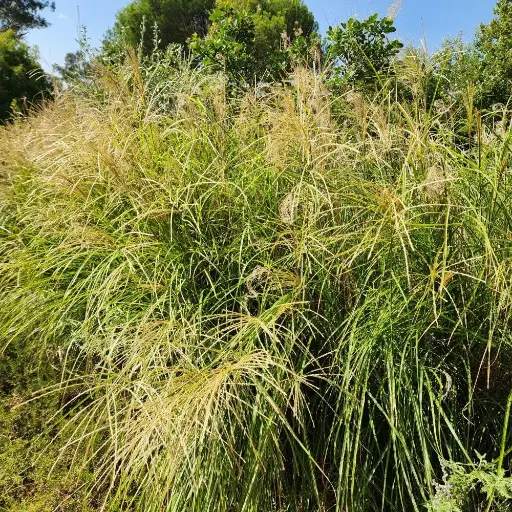 [P_320] Miscanthus sinensis 'Sarabande'