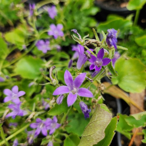 [1139] Campanula portenschlagiana - Dalmatian Bellflower