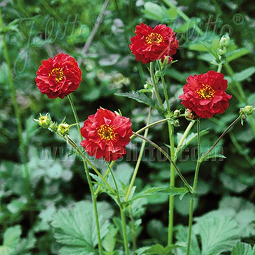 [2833] Geum chiloense 'Mrs Bradshaw' ('Feurball')