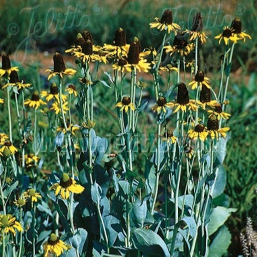 [1101] Rudbeckia maxima