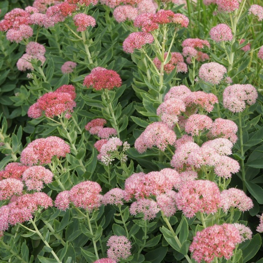 [P_66] Sedum spectabile - 'Autumn Joy'