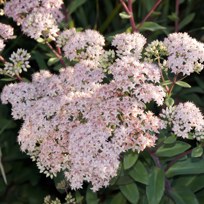 [P_280] Sedum telephium - 'Matrona'