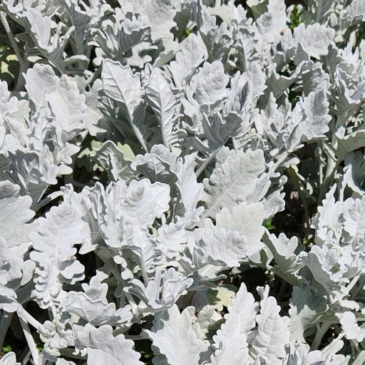 [P_252] Senecio cineraria Cirrus