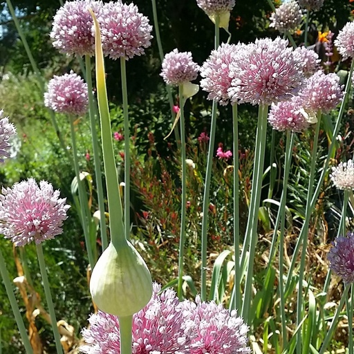 [P_332] Allium hollandicum - Persian Onion