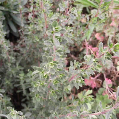 [P_154] Thymus mastichina - BBQ Thyme