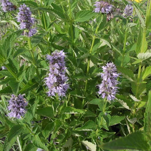 [1900] Agastache 'Blue Fortune'