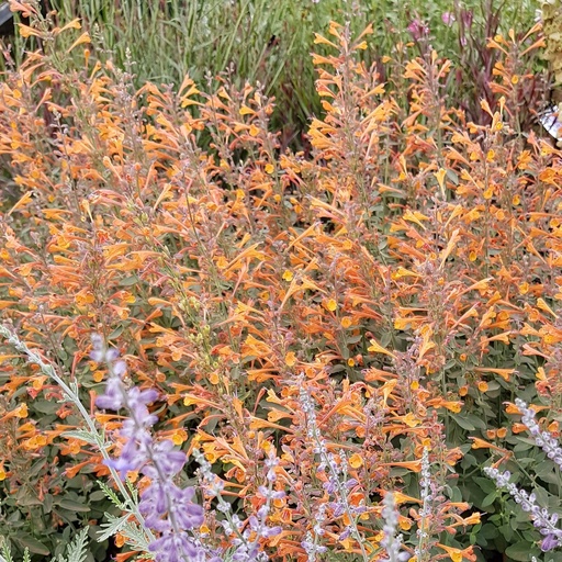 [67458] Agastache aurantiaca - Apricot Sprite Hummingbird Mint