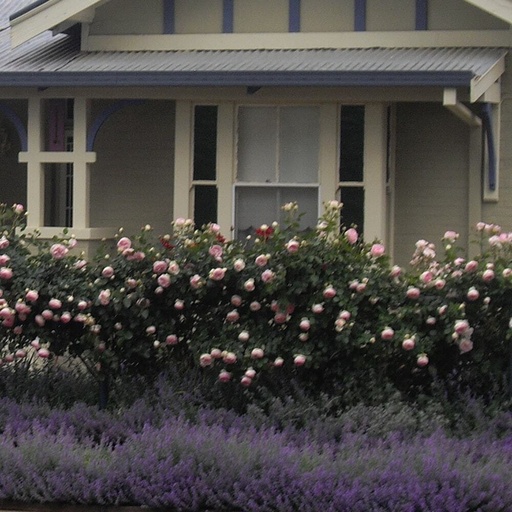 [1760] Nepeta 'Canowindra Compact'