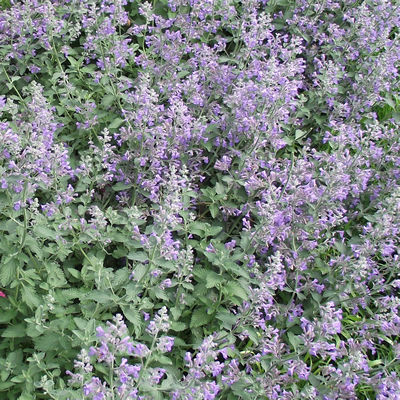 [P_184] Nepeta 'Six Hills Giant'