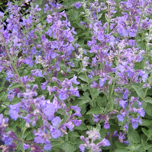 [P_240] Nepeta 'Walkers Low'