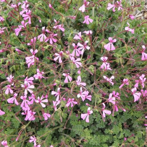 [1912] Pelargonium ionidiflorum