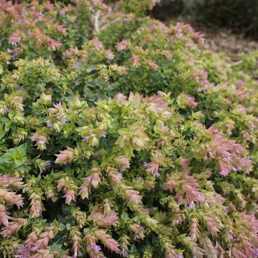 [3271] Origanum rotundifolium 'Dingle Fairy' Oregano