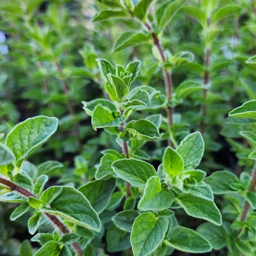 [4027] Origanum syriacum - Za'atar Oregano