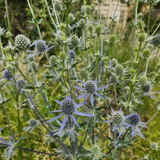 [1759] Eryngium planum 'Blaukappe'