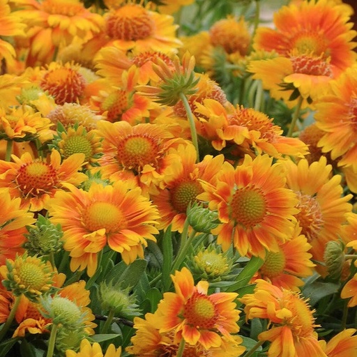 [2836] Gaillardia x grandiflora - Mesa Peach