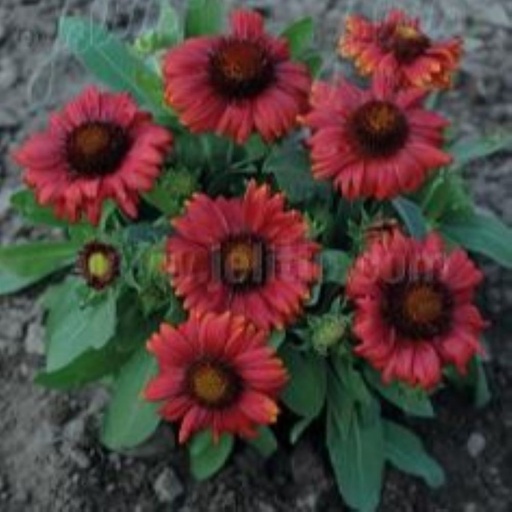 [P_491] Gaillardia x grandiflora - Mesa Red