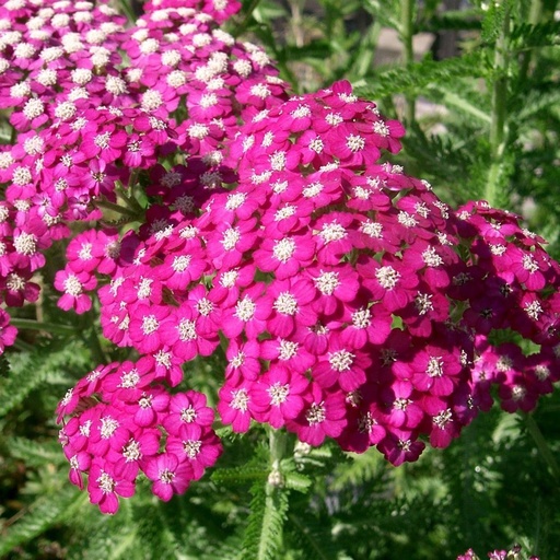[P_11] Achillea millefolium - 'Cerise Queen'
