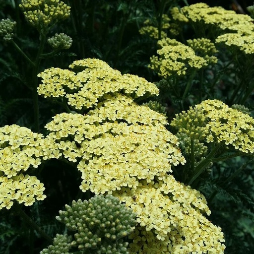 [P_479] Achillea millefolium - Hella Glashoff