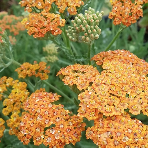 [P_374] Achillea millefolium - Terracotta