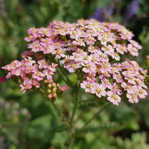 [1763] Achillea millefolium - Tordi