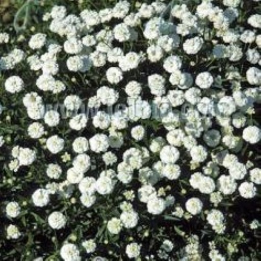 [67465] Achillea ptarmica - The Pearl