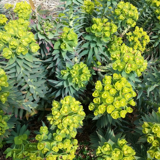 Euphorbia rigida
