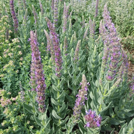 [P_380] Nepeta tuberosa