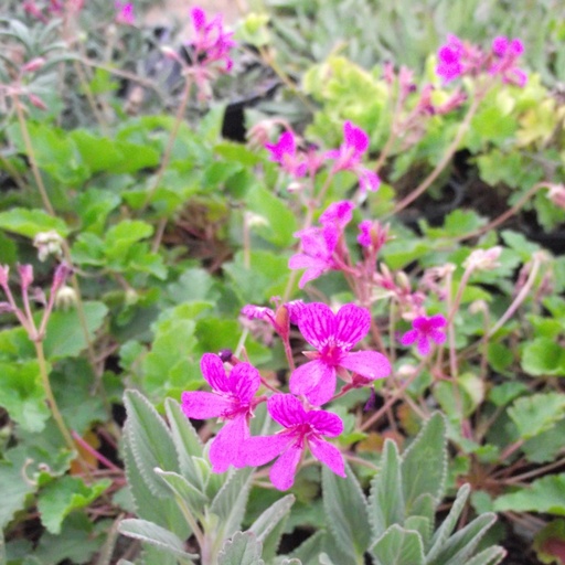 [1838] Pelargonium rodneyanum