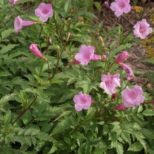 [1006] Incarvillea arguta - Chinese Trumpet Flower
