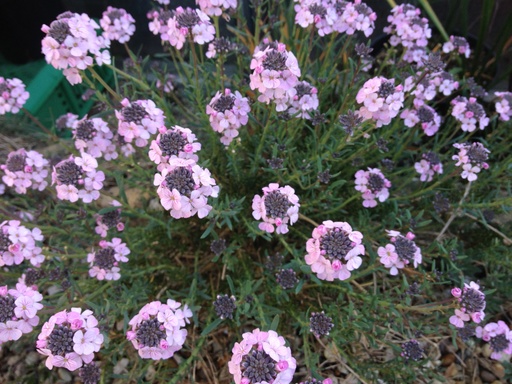 [3018] Aethionema grandiflorum - Large Flowered Persian Stonecress