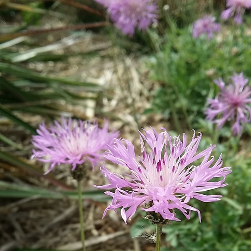 [P_481] Centaurea bella - Caucasian Cornflower