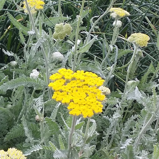 [P_9] Achillea clypeolata