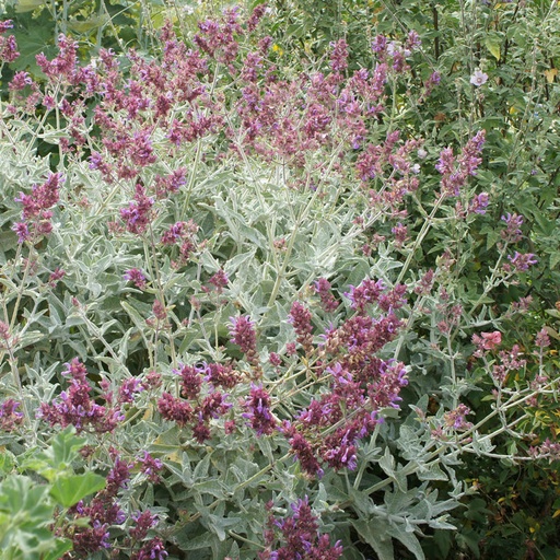 [P_105] Salvia canariensis candidissima- 'Canary Islands Sage'