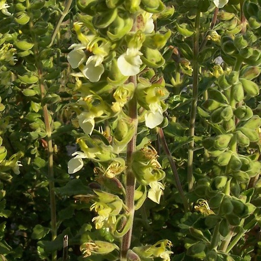 [2871] Teucrium flavum flavum- Yellow Germander