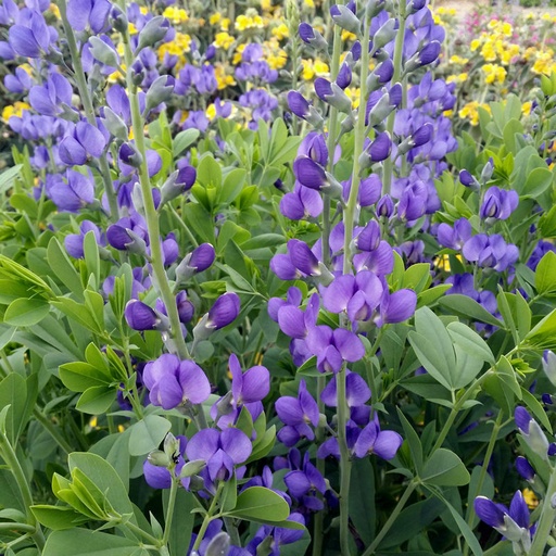 [P_226] Baptisia australis -  Caspian Blue